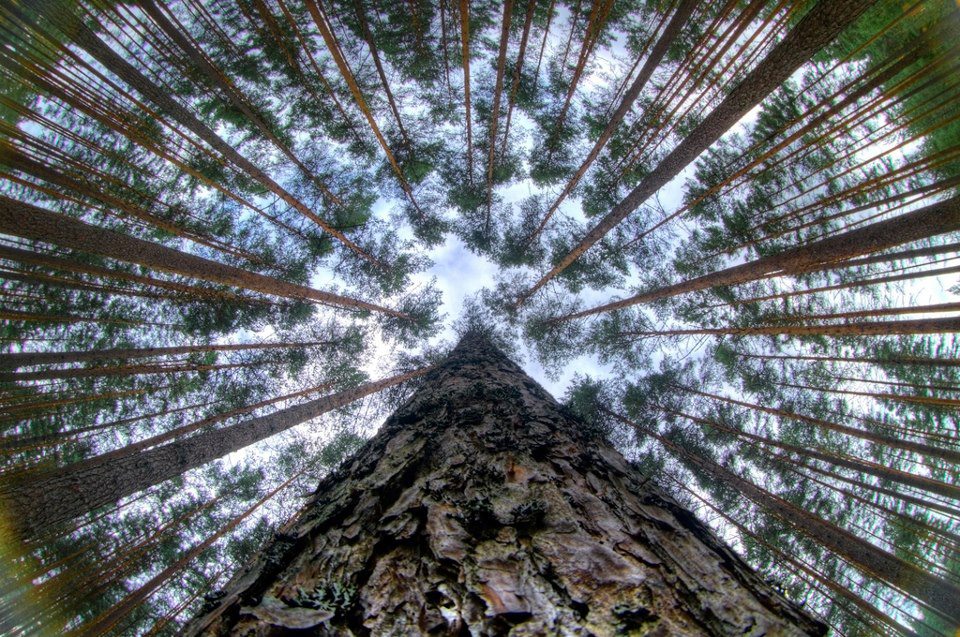 Сакурамен Наруто порно